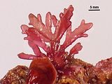 1 - Tallo epifita su una corallinacea crostosa